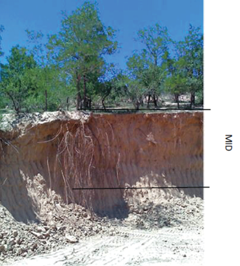 The above and the underground production relation of the Robinia (Robinia Pseudoacacia L.) in a semiarid loess hilly region.