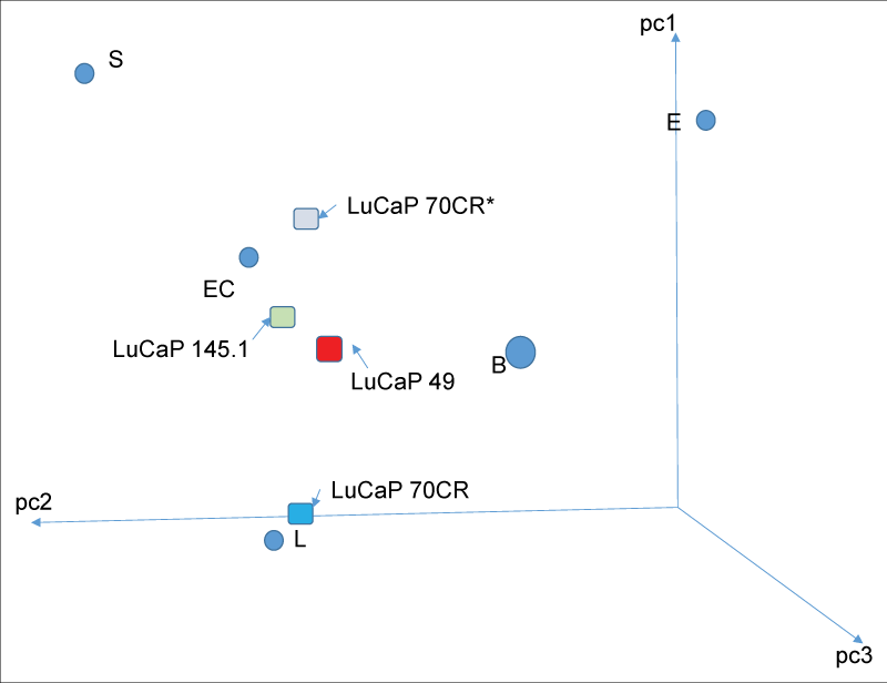 Reprogramming of adenocarcinoma LuCaP 70CR. The PCA display shows the gene expression change after transfection of scTF into LuCaP 70CR. The transcriptome datapoint of the resultant derivative, LuCaP 70CR*, is now localized to the stem-like grouping (adapted from ref. 25).