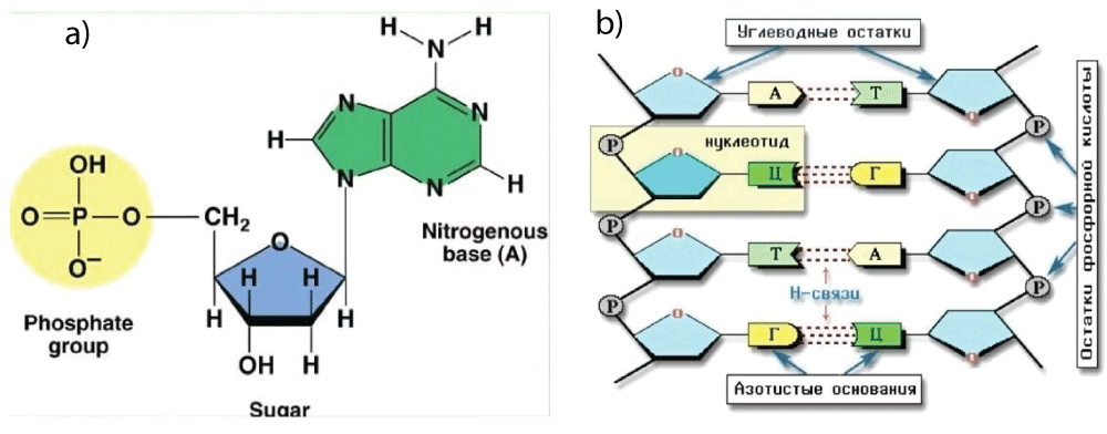 a) Composition, structure, and electronic bonds of a nucleotide; b) the sequence of nucleotide connections of the quantum‑wire type [2].